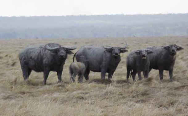 Buffalo are plentiful - a family of cows and a young bull