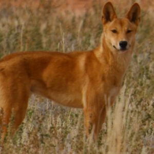 Wild dogs have become one of Australia's most damaging pests, costing the community $67 million a year.