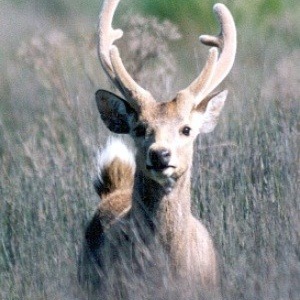 Hog deer are the smallest and most exclusive of Australia's six deer species.