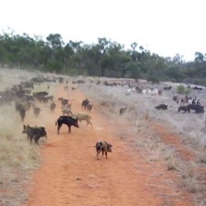 This massive mob of pigs seen near Cobar is unbelievable!