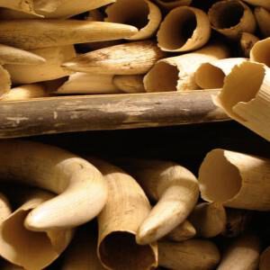 Status value: seized ivory.