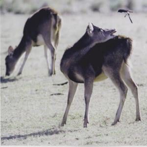 Douglas Young shot a winner when he snapped this great image of a fallow deer and willy wagtail.