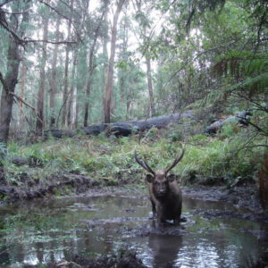 The ADA reports that volunteers have so far culled 17 deer from the Yellingbo Nature Conservation Reserve (image: Jamie Stevens).