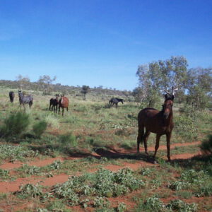 Researchers in the Snowy River National Park have observed emaciated horses eating their dead herd mates.