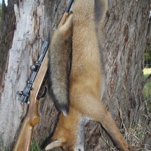 The last scheduled collection days for fox and dog scalps in Victoria for 2014 are this month - and who knows what will happen after the state election. I'll be cashing mine in while the going's good.