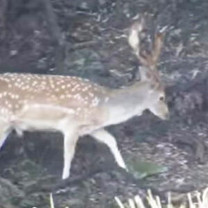These two fallow bucks were unaware of the photographers presence.
