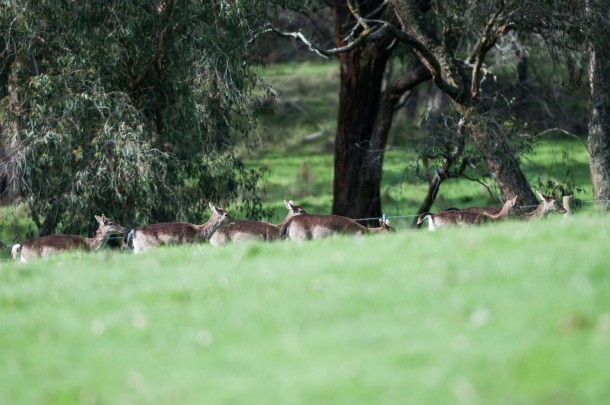 Wild deer need well thought out, practical management not the knee-jerk, superficial response proposed by the Greens.