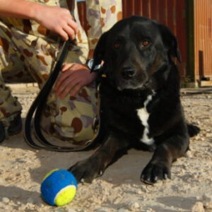 Sarbi, our nation's most decorated canine war hero, has died aged 12 (image: Sydney Morning Herald).