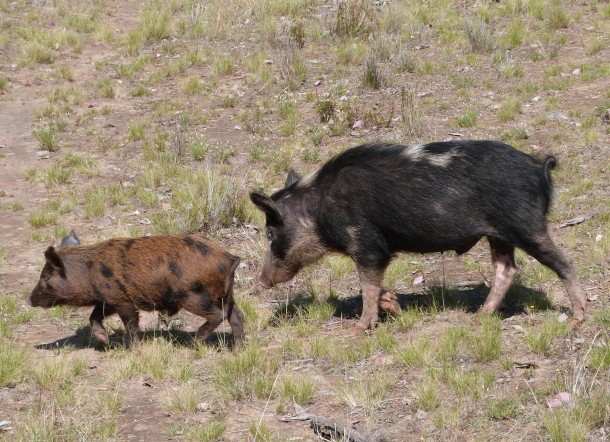 Pigs on the move