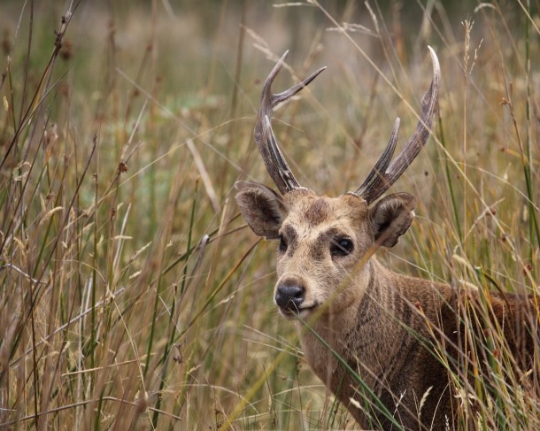 Hog deer stag