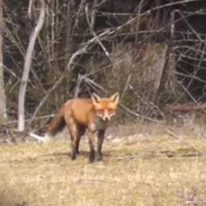 This is one lucky fox!