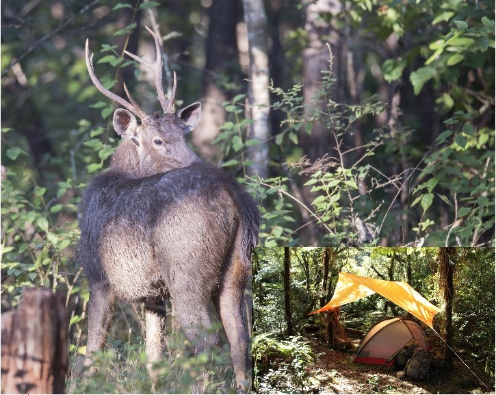 Alpine deer clearance backpack