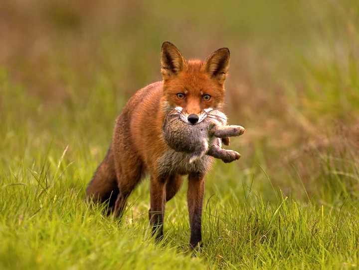 Do foxes hate rabbits?