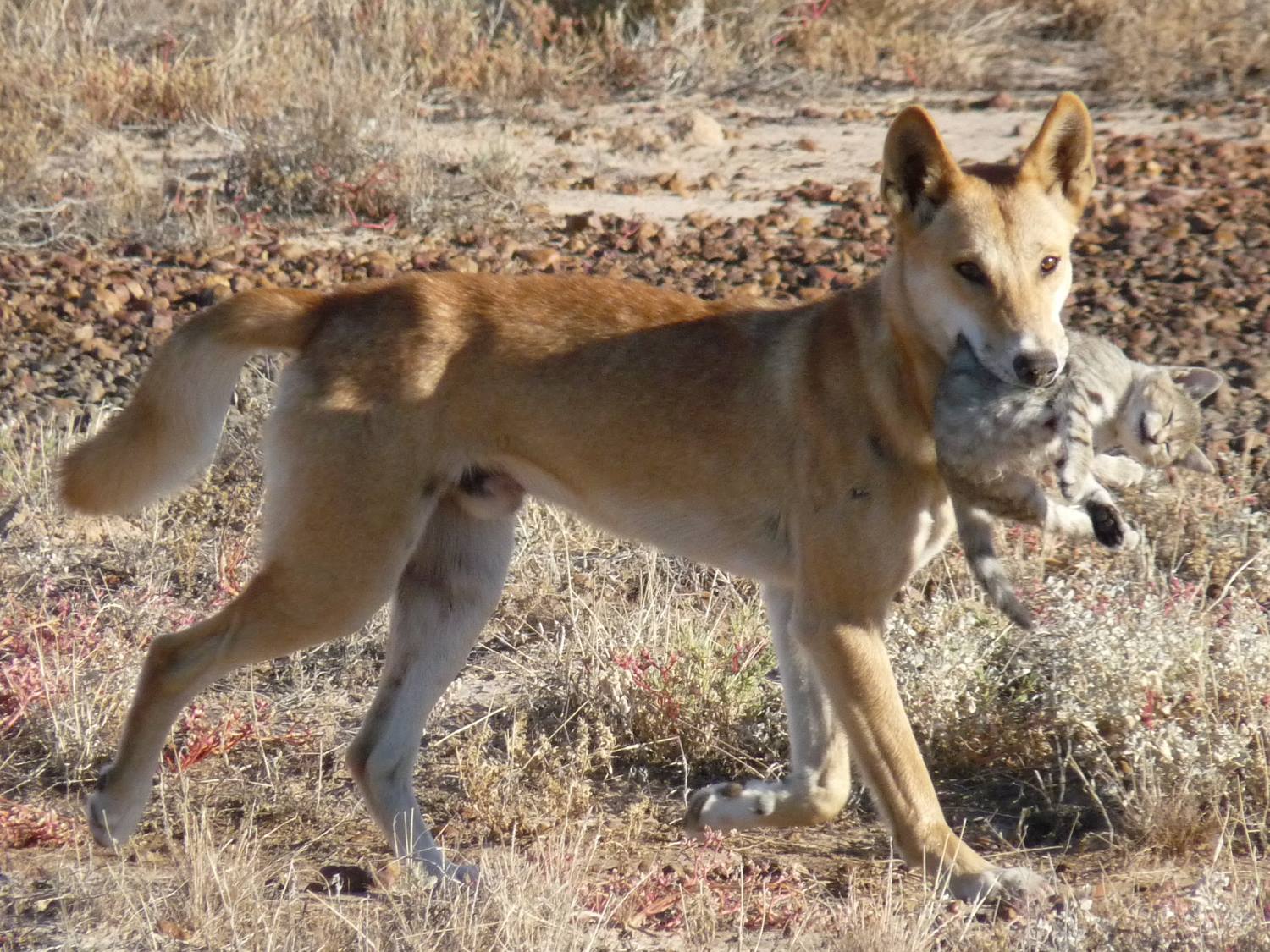 are dingoes a pest