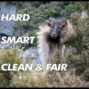 NZ tahr doing what tahr do.