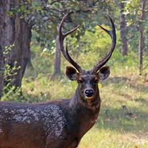 Sambar stag. Image Charles J. Sharp