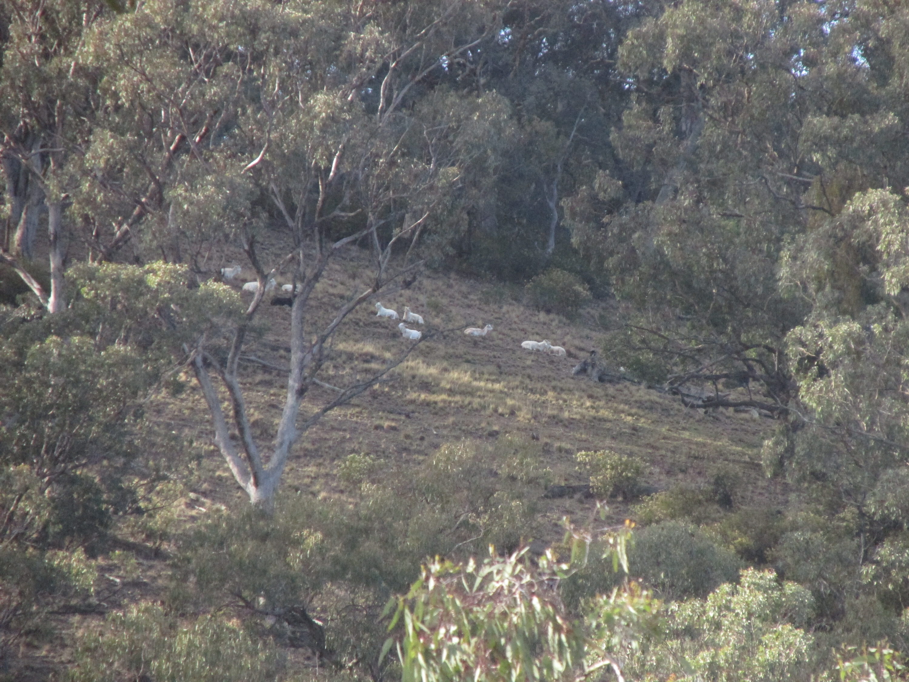 These goats moved while I was trying to encircle them and negated my 300 metre climb.