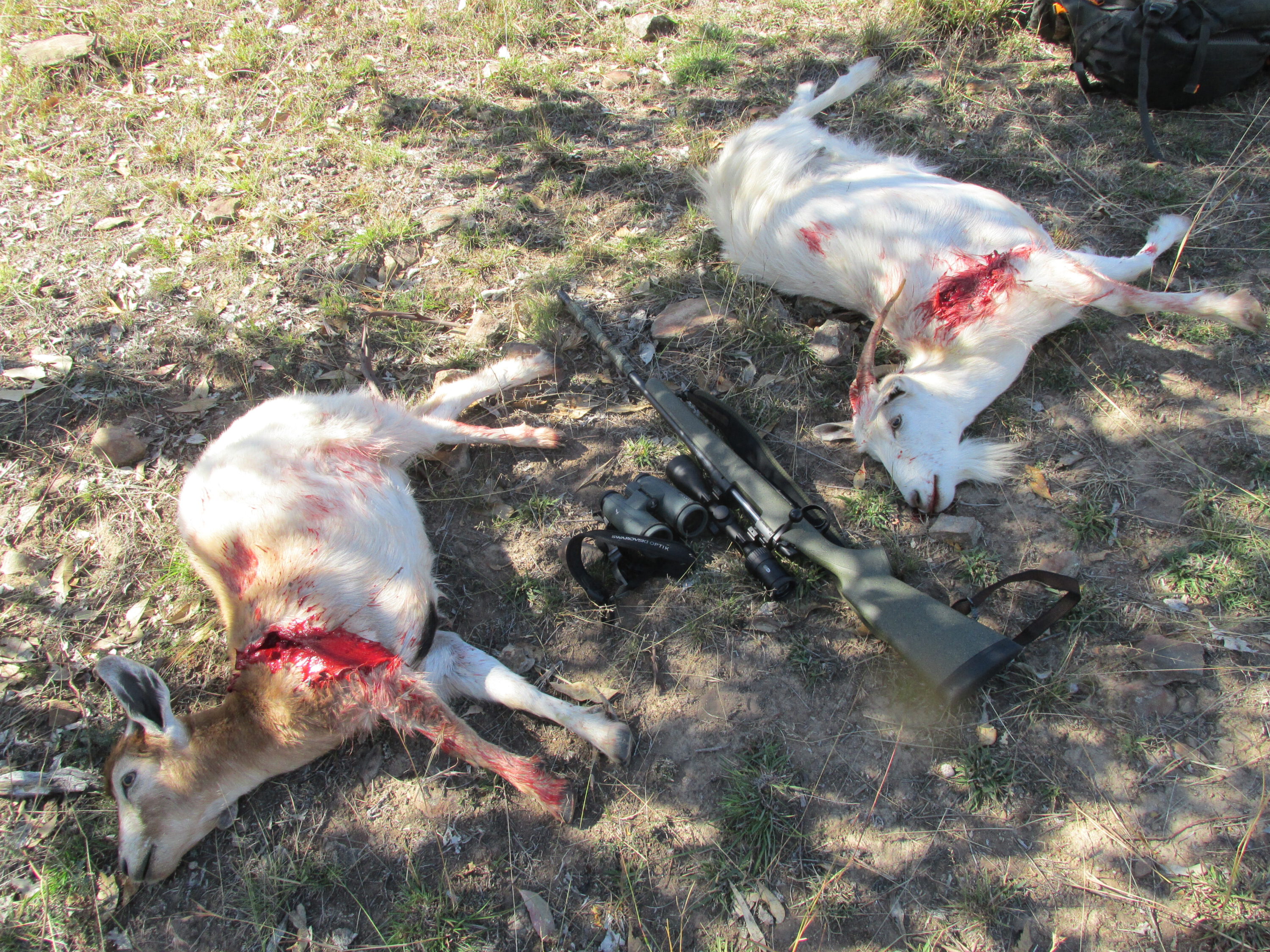 A few meat nannies that succumbed emphatically to 130gn Sierras.