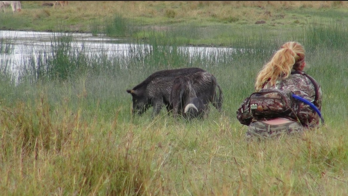 Christie Pisani stalks in very close to a mob of pigs. If you use the wind and read the animal movements you can sometimes get in close even with limited cover.