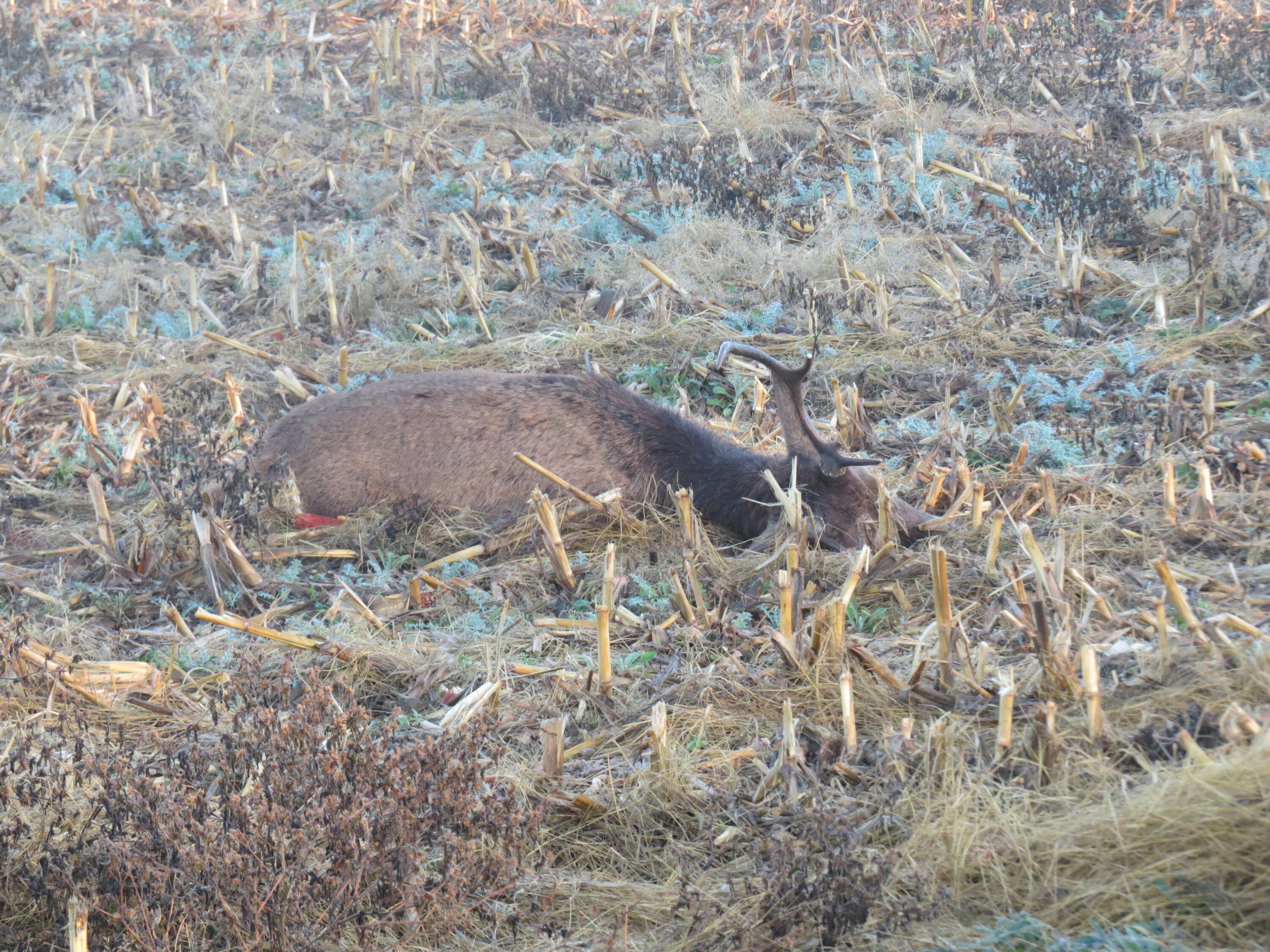 The other stag, very hard to see they blend in so well.