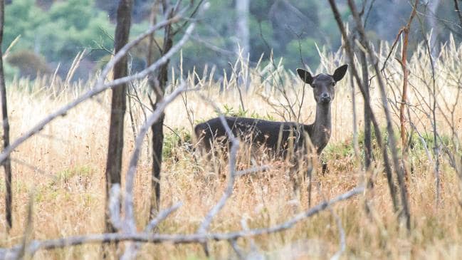 A stag looking straight down the lens with a spiker close by.