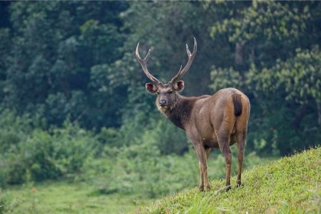 A .45 calibre 350gn round-nose bullet is good medecine on the largest sambar.