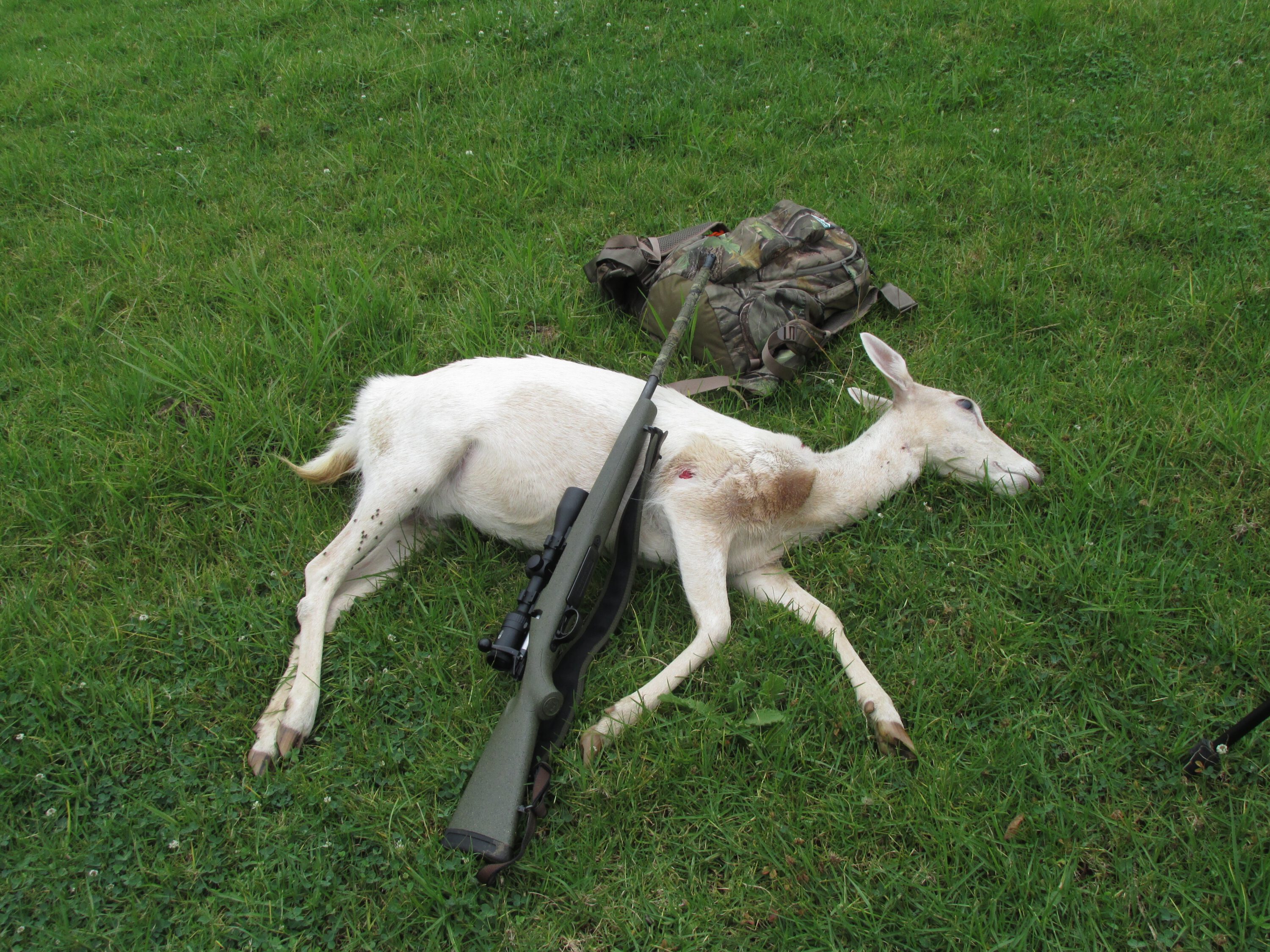 6. Deer on the deck with an “unproven” load.