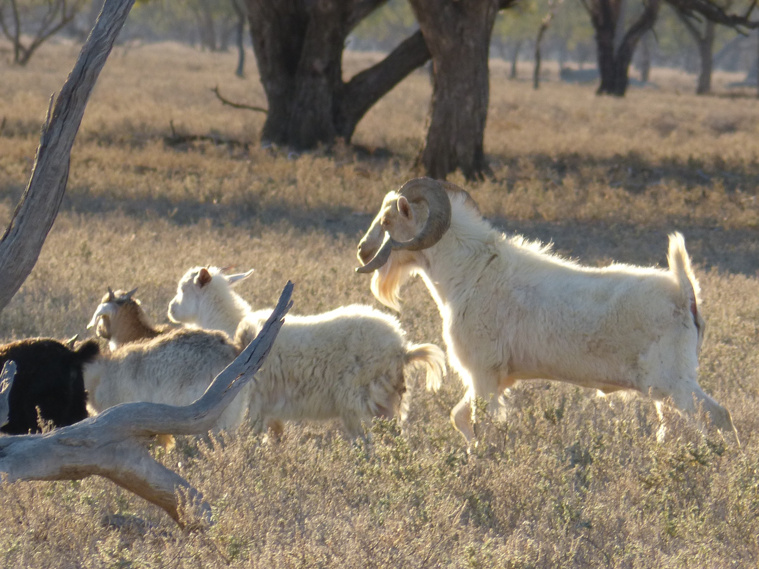 Billy rounding up the mob and skedaddling.