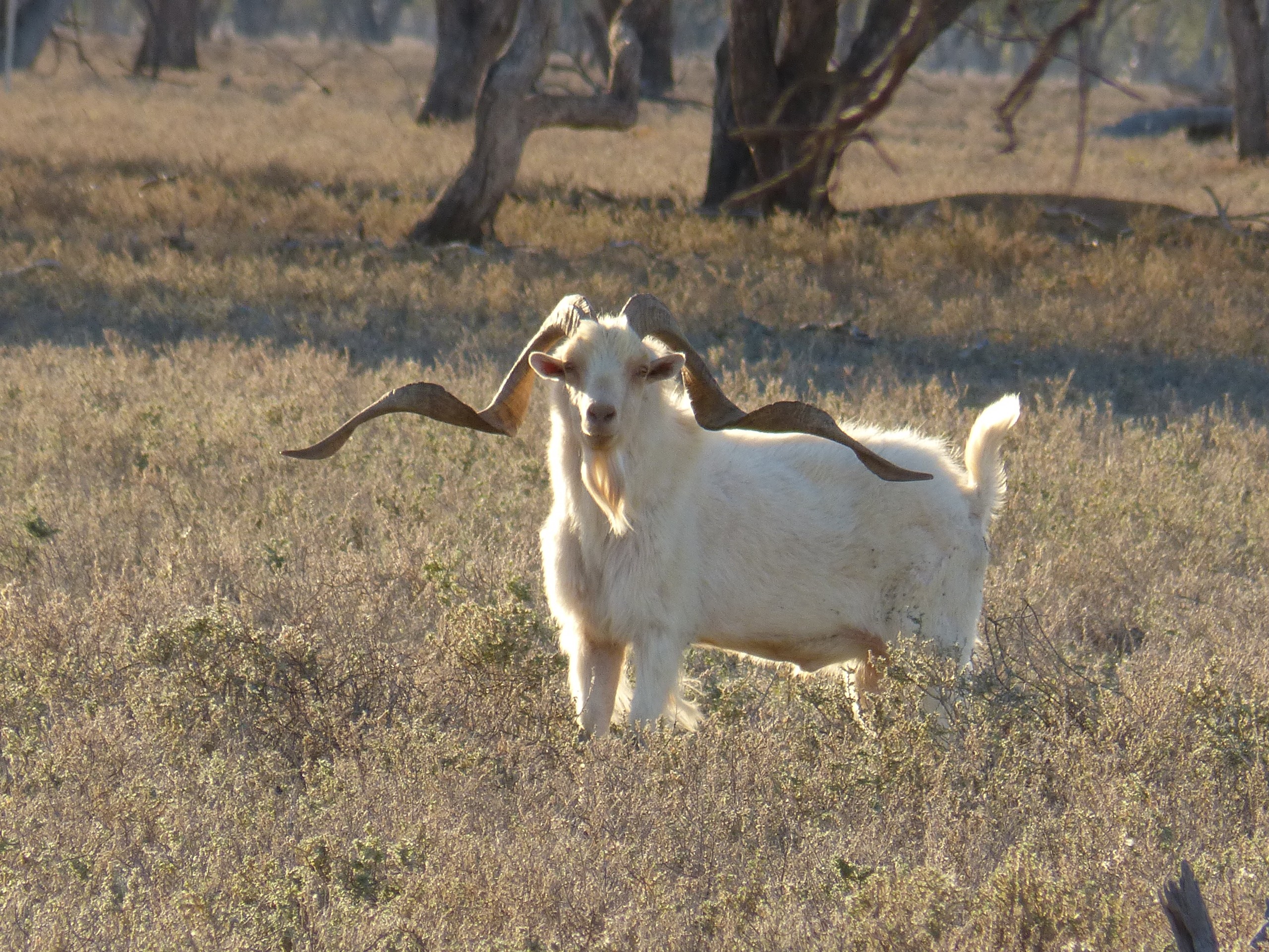 Trophy billy standing prior to hunt