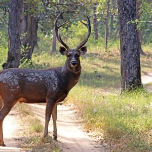Sambar stag. Credit: www.sharpphotography.co.uk
