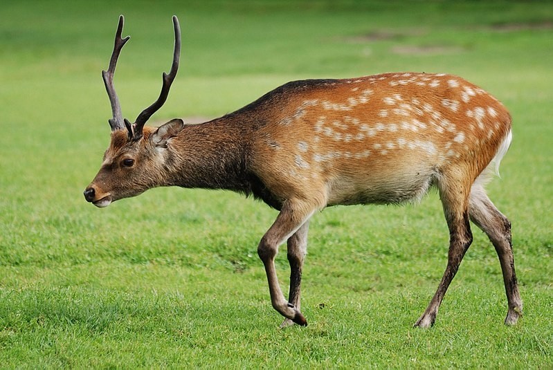 Sika Deer credit Jacek Halicki.