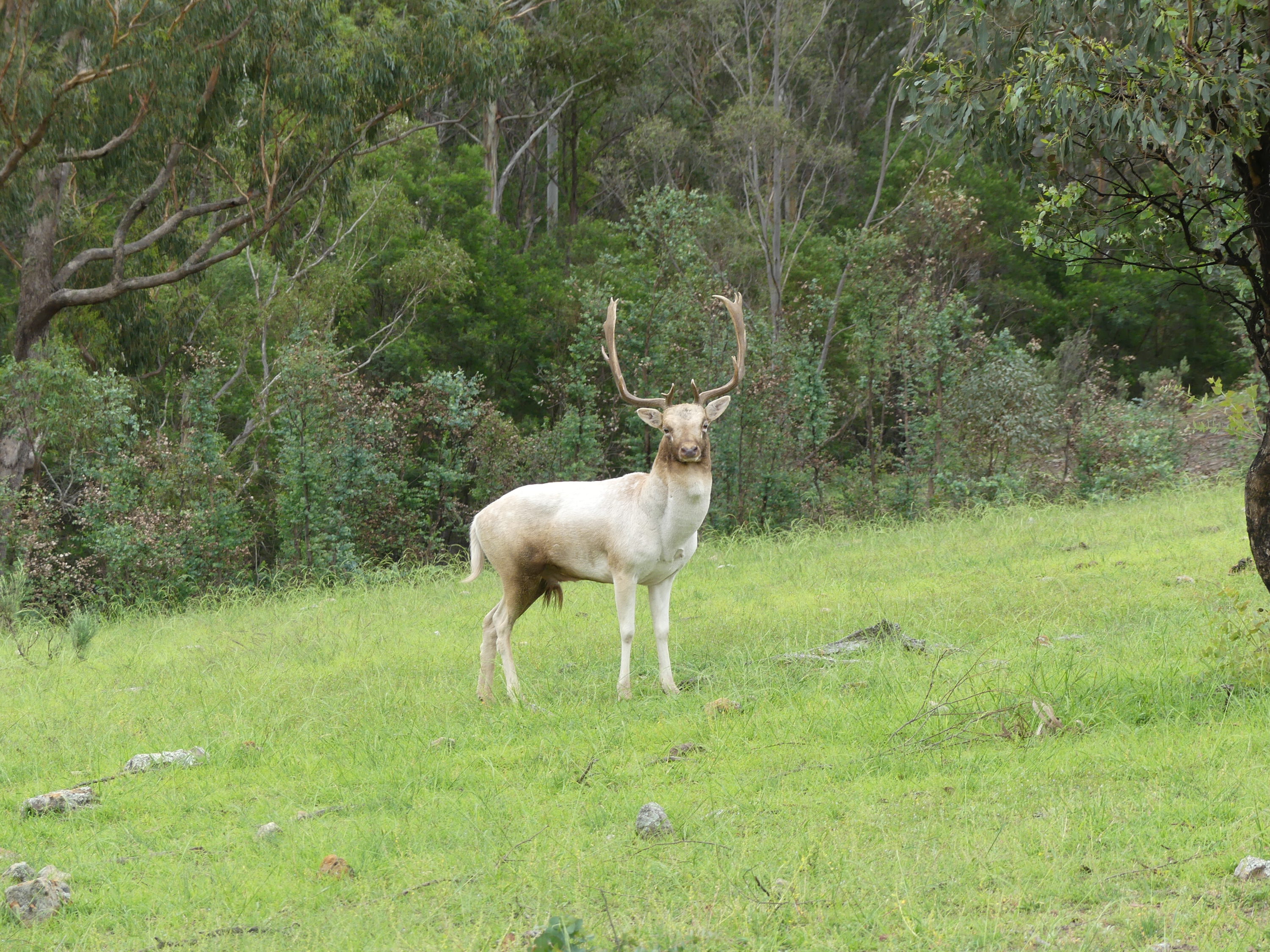 A mature buck which Tomny rattled in to 30 metres.