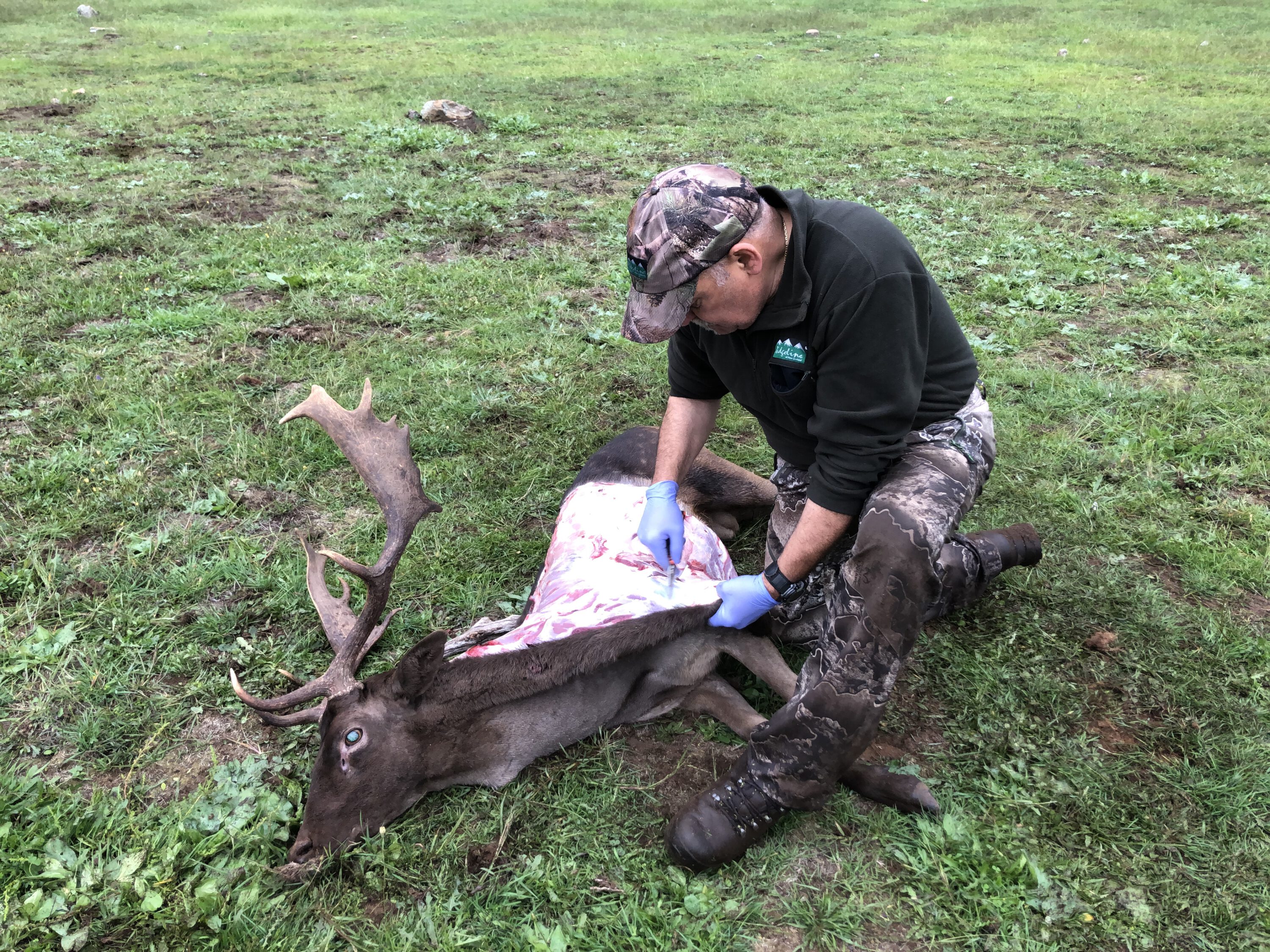 Tony caping out his buck for a shoulder mount.