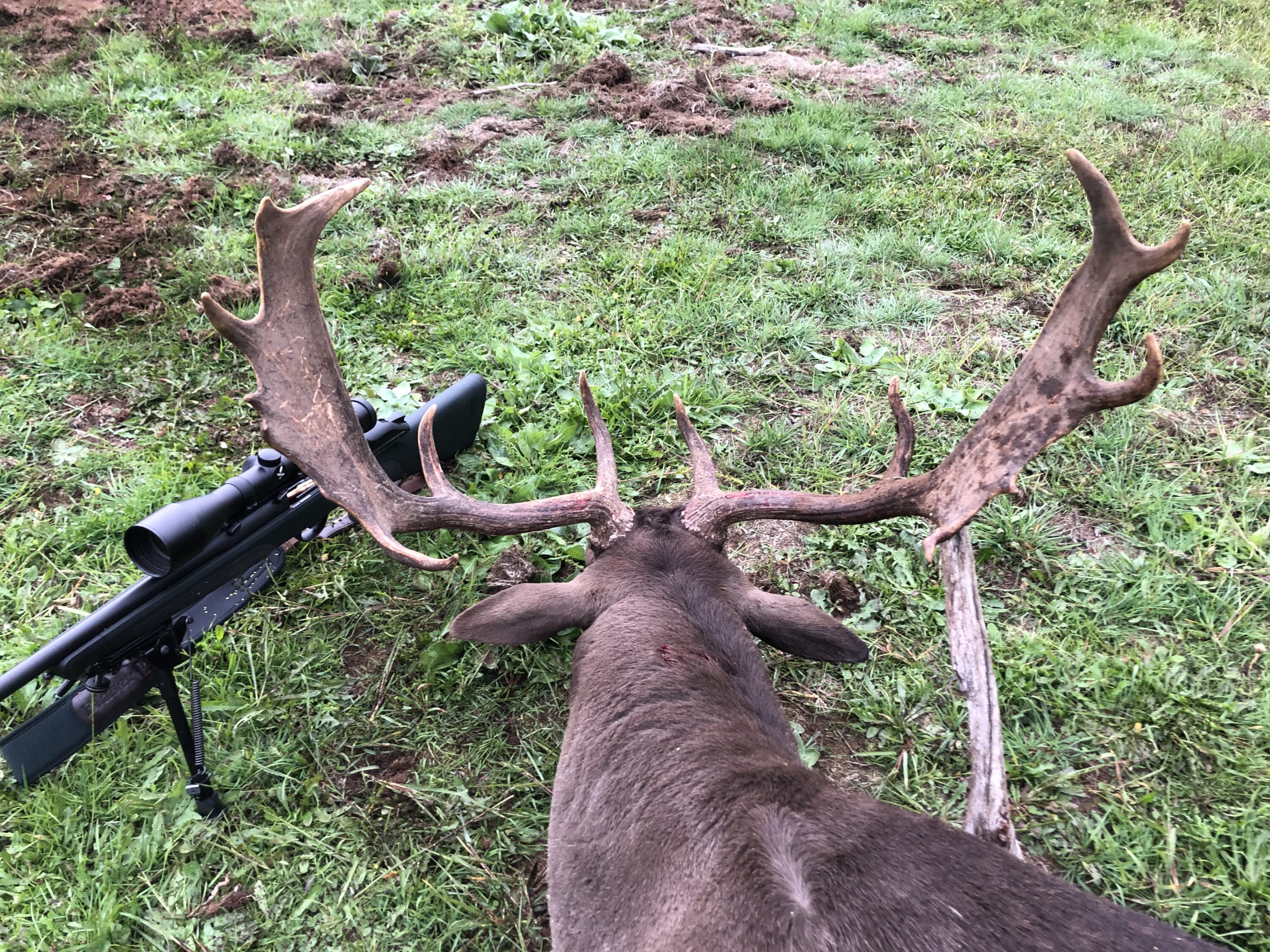 breadth and length make for a fine head to mount.