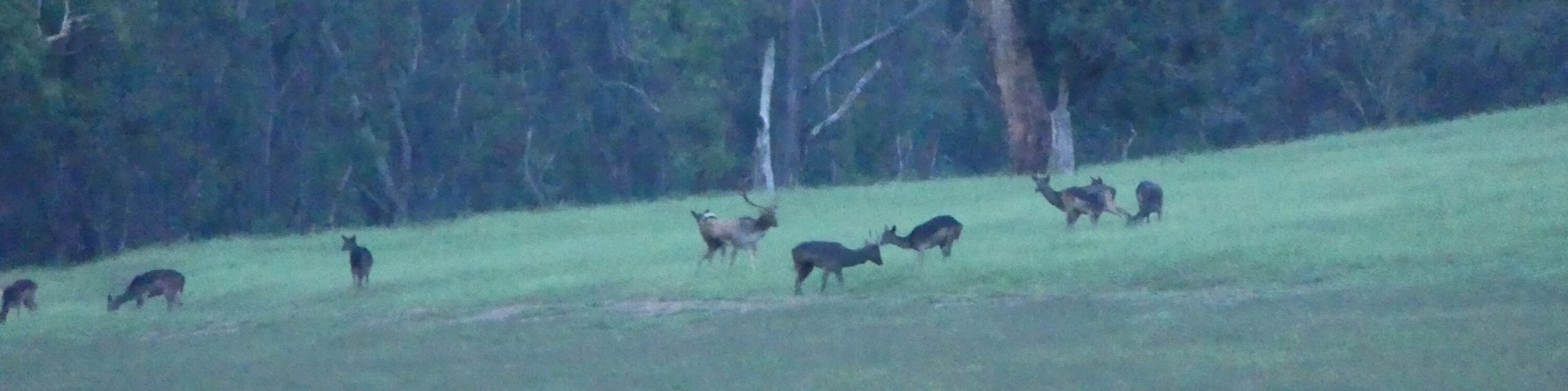 A mature buck managing his harem.