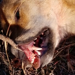 Healthy teeth and gums, no friend of a calf.