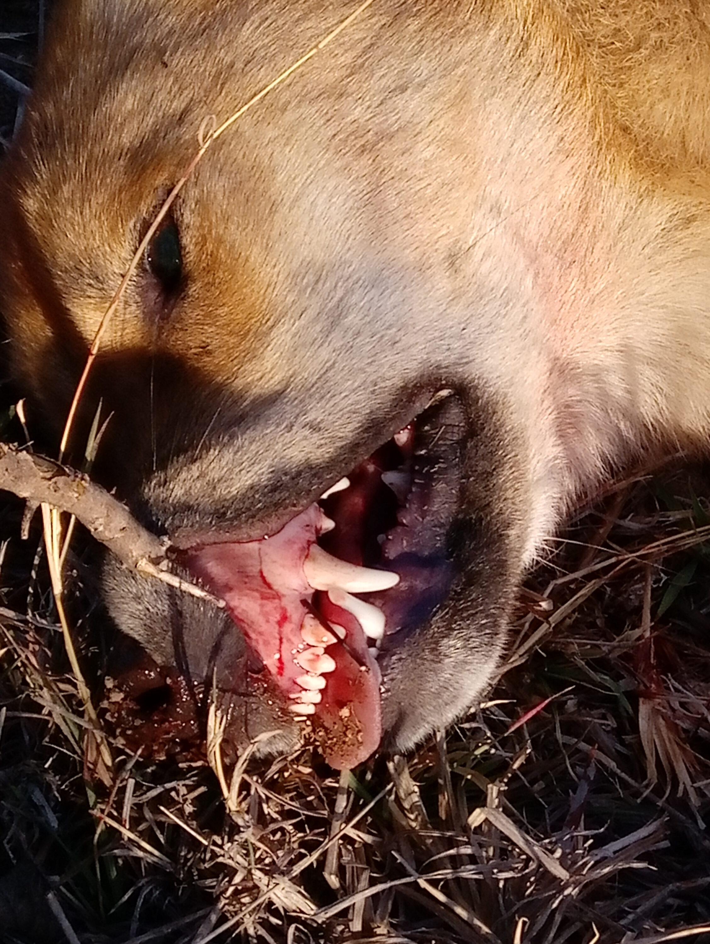 Healthy teeth and gums, no friend of a calf.