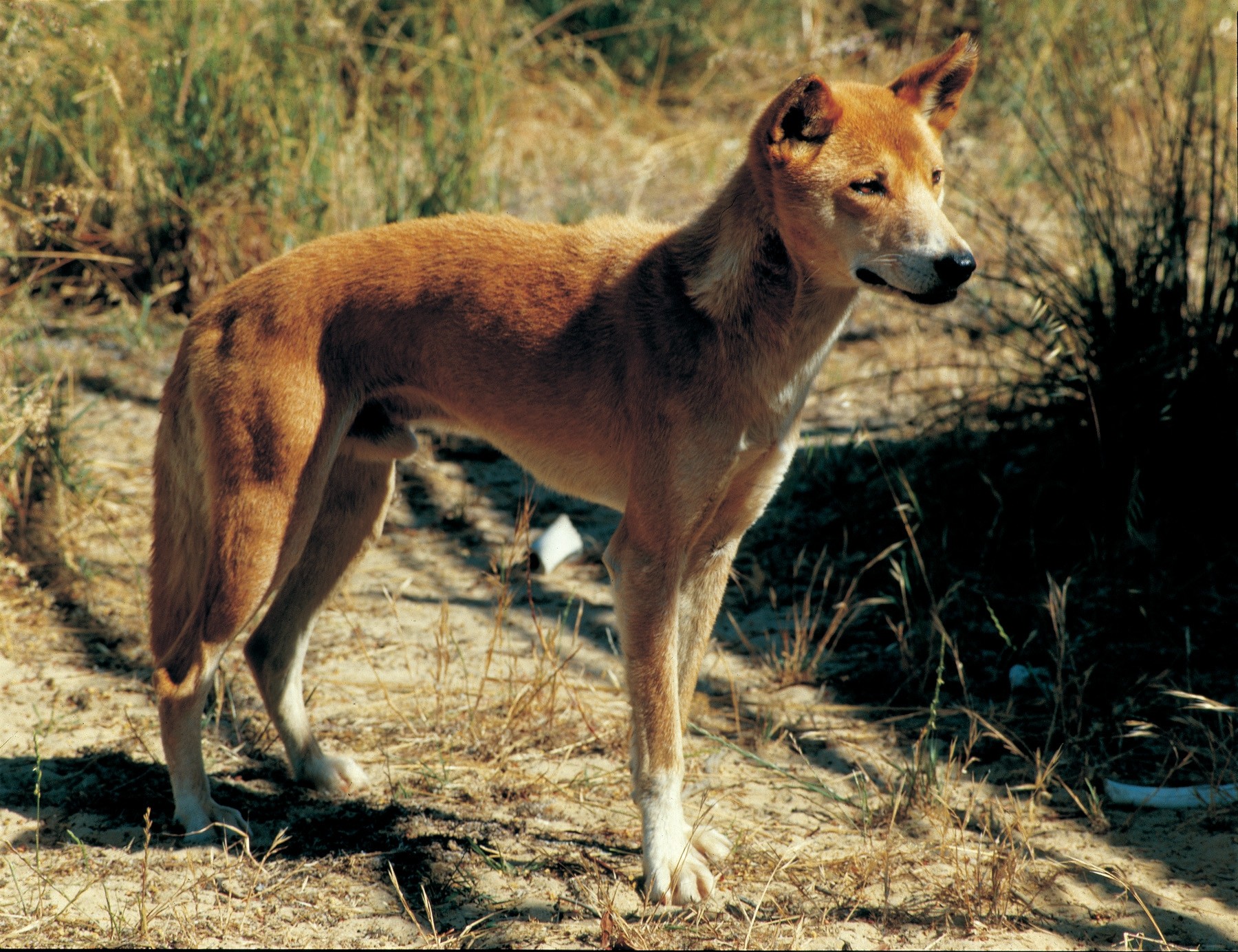 Wild dogs are the scourge of stock farmers in more rural areas as time goes on. Image WA Agriculture.