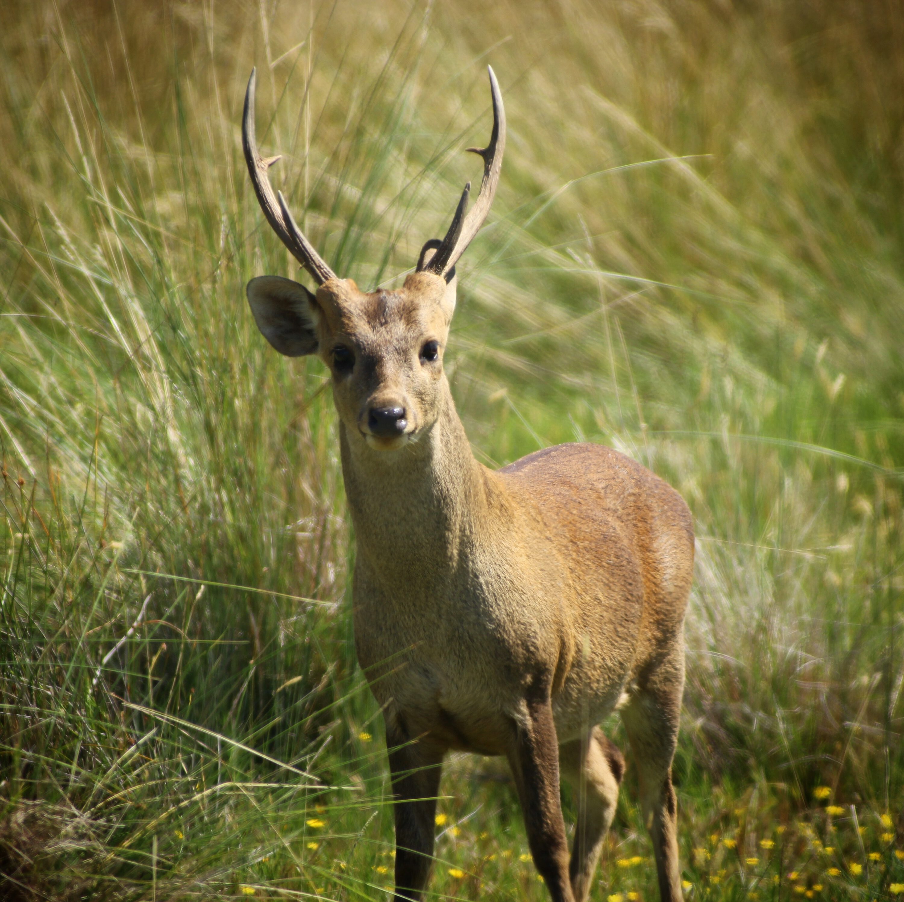 A nice representative hog stag would be a good first trophy.