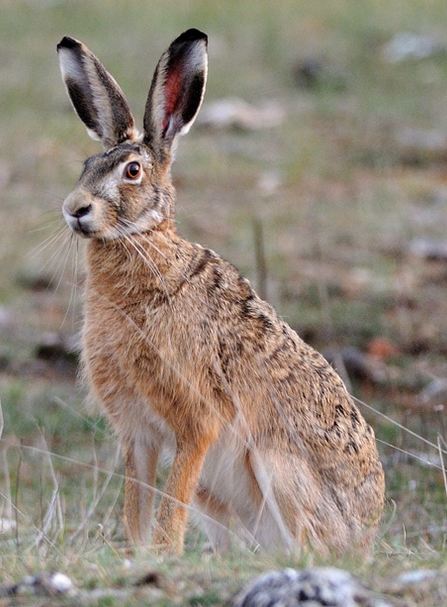 State Forest Hare Hunting - Sporting Shooter