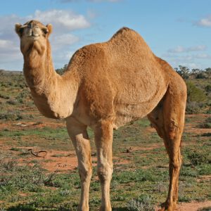 .325 WSM good medicine for camels - image J. O'Neil
