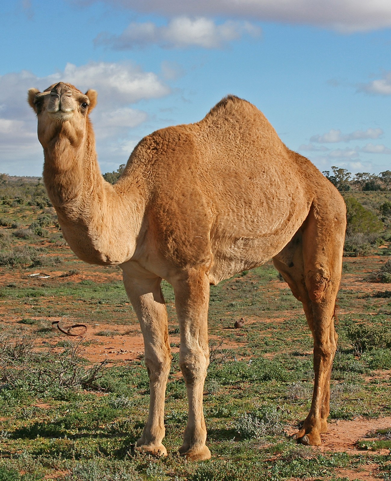 .325 WSM good medicine for camels - image J. O'Neil