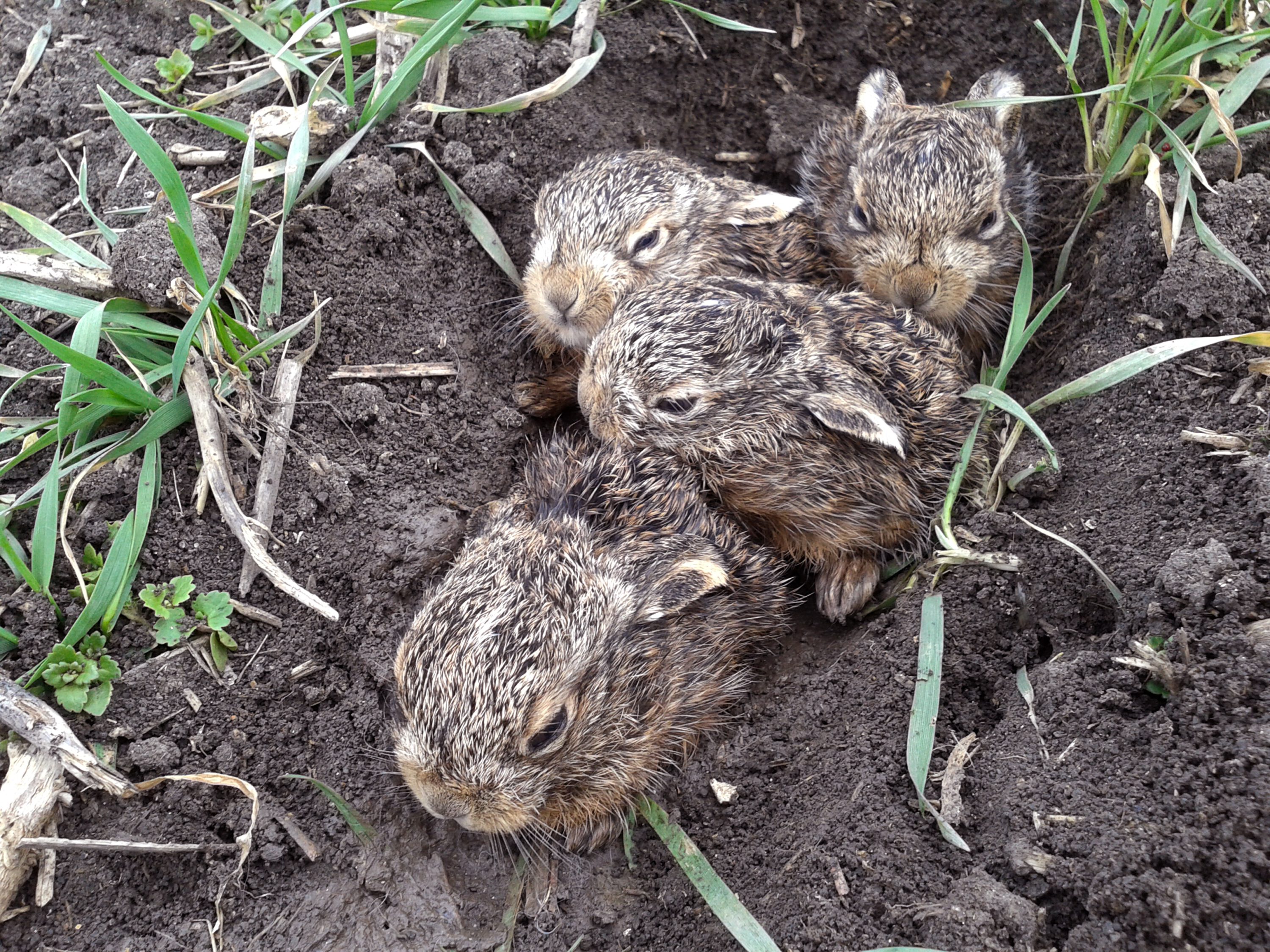 A bunch of leverets - hares breed only once a year, like deer.