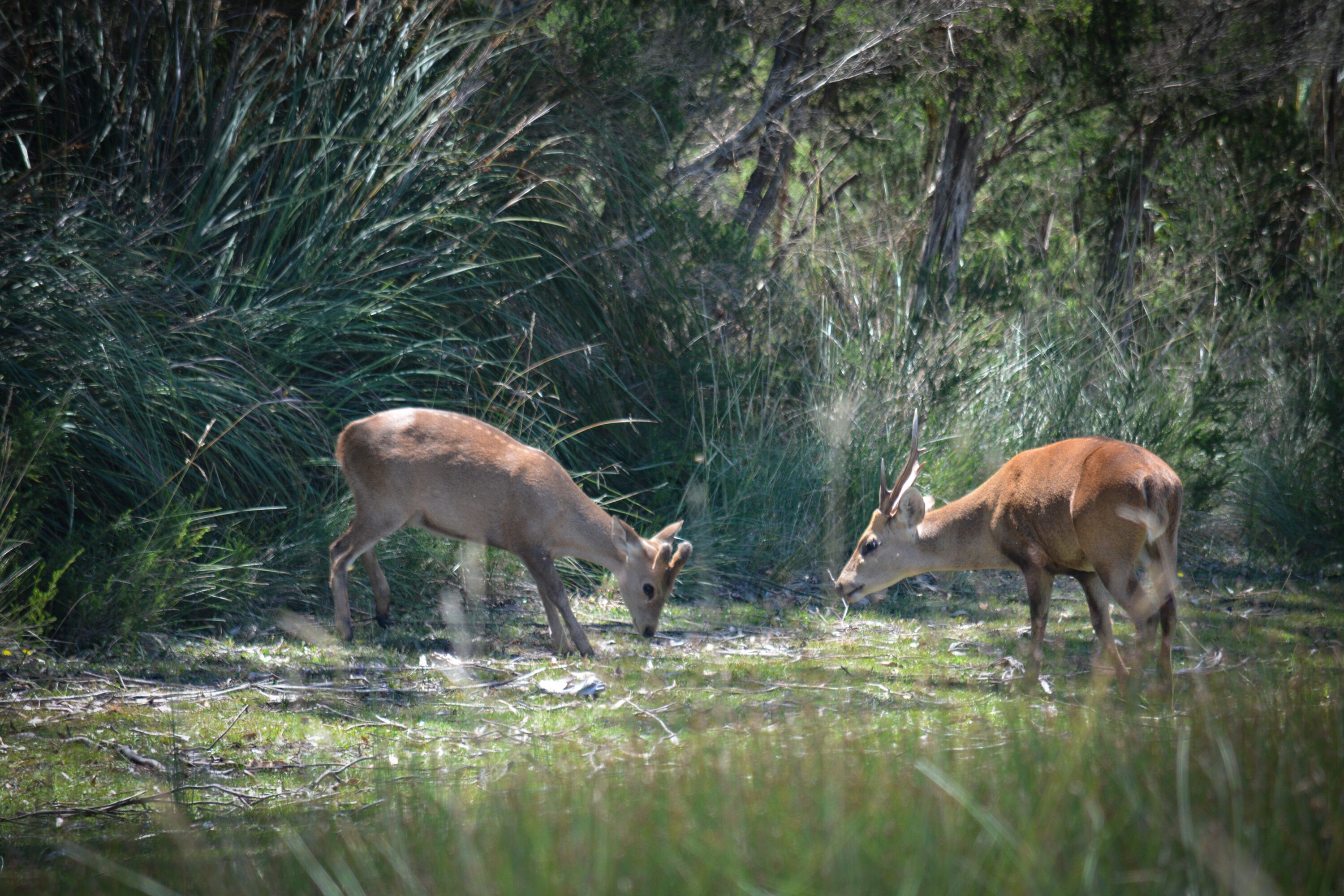 Hog deer hind and stag feeding in a clearing.