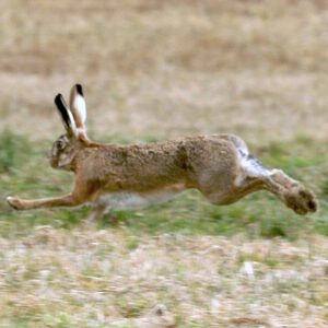 Swift-footed hare is a challenging target.