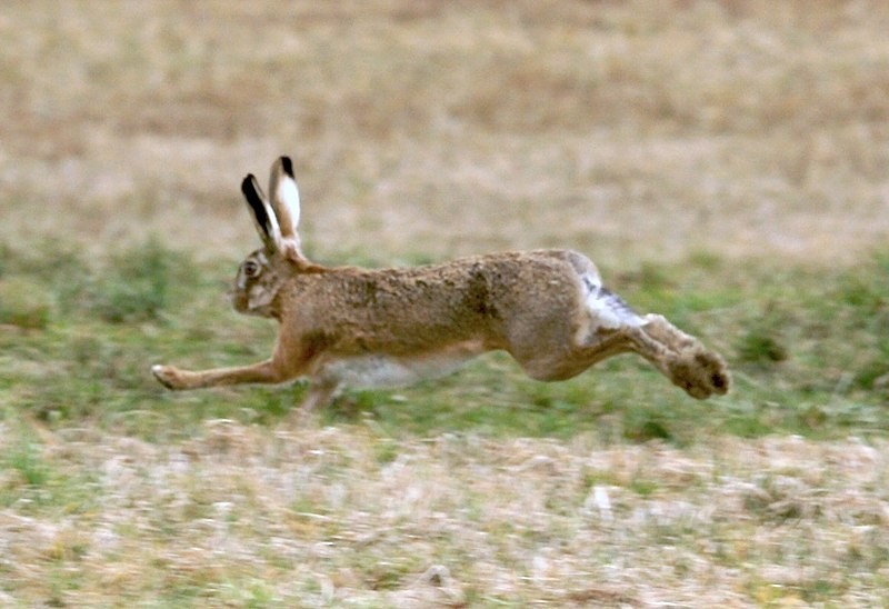 Swift-footed hare is a challenging target.