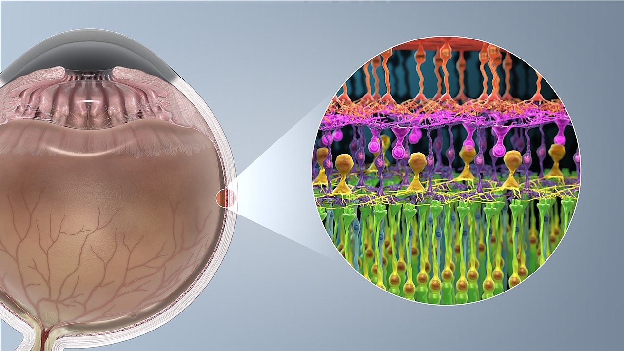 Rod and Cone cells image: Wikipedia