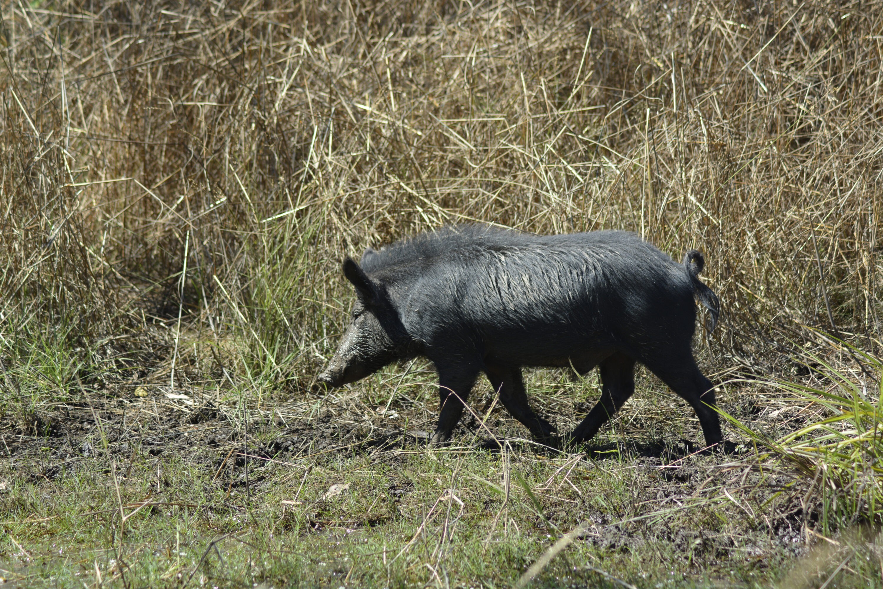 Young boar tootling around buff country.