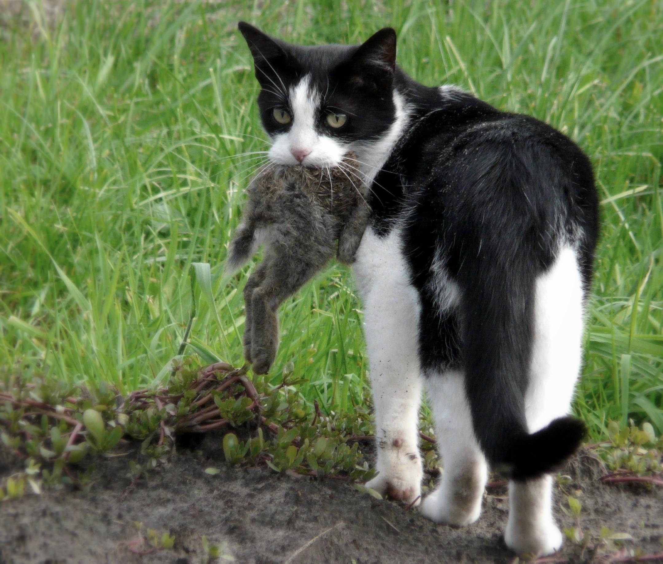 Feral cats kill many more native birds and mammals than rabbits. Image Eddy Van.