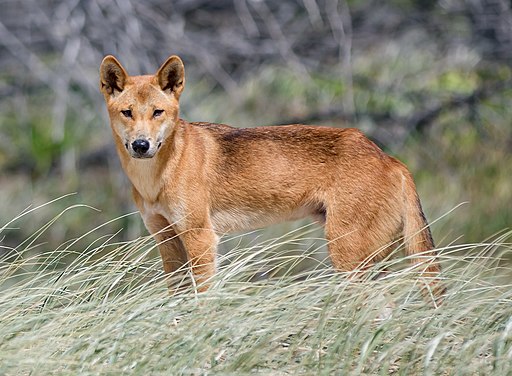 Dingo of Fraser Island-20170215-092336